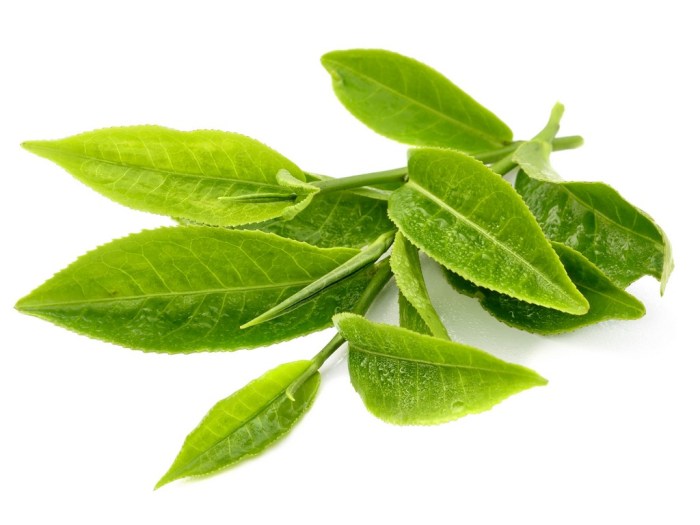 5 jenis teh ini terbuat dari daun camellia sinensis