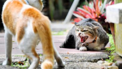 3 alasan yang sebabkan kucing sering berantem