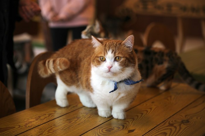 Munchkin catgazette 5 mitos mengenai kucing munchkin yang tidak benar