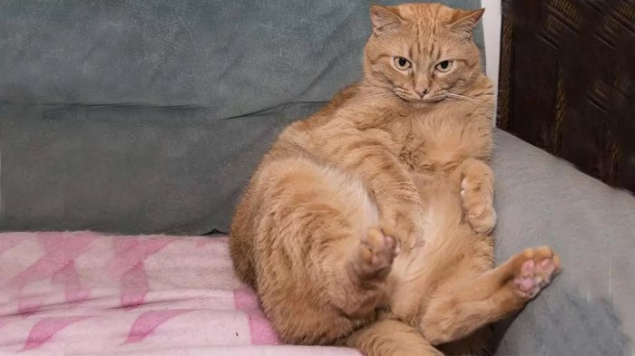 5 pola makan untuk menambah berat badan kucing