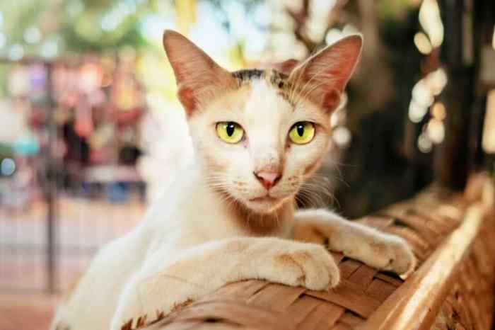 5 pola makan untuk menambah berat badan kucing