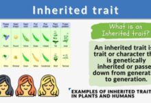 5 sifat bayi yang diwarisi dari ibu